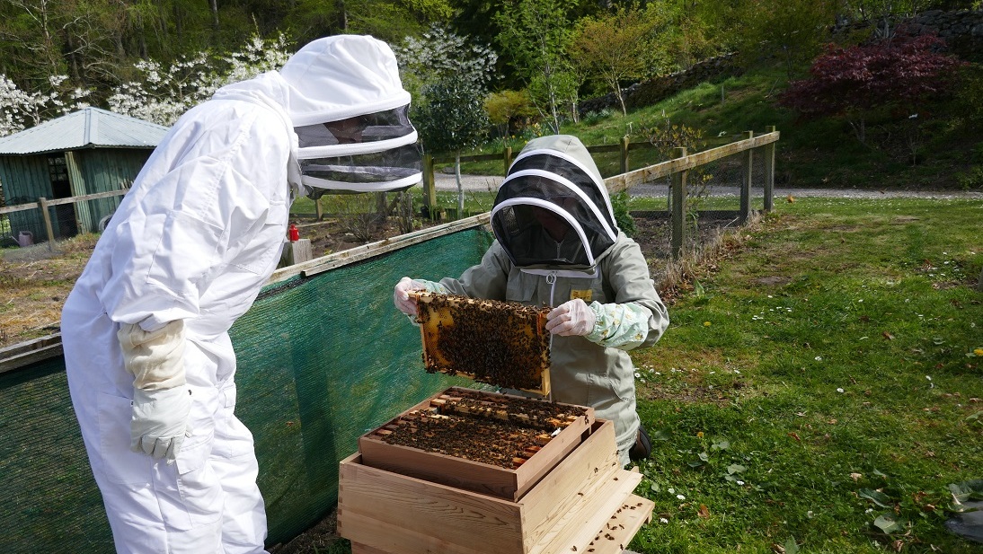 Opening a bee hive / copyright Beelistener