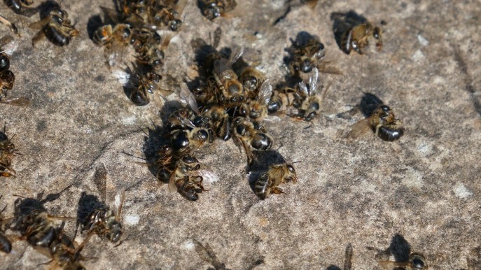 Shiny black hairless bees - Beelistener.co.uk