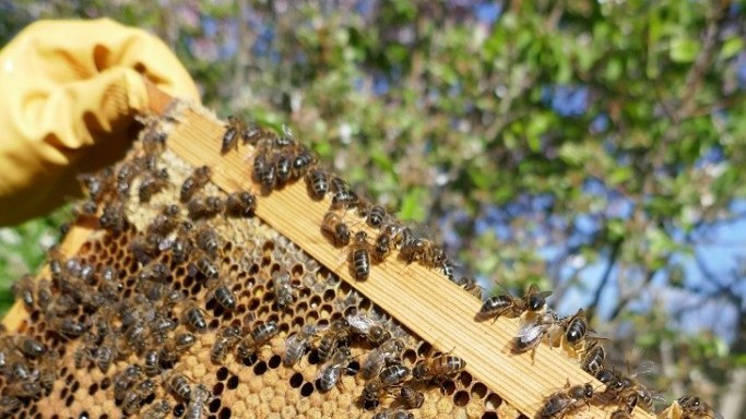 Spot the Queen - beelistener.co.uk