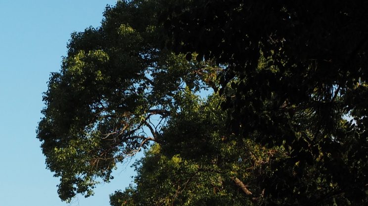Wild Bee Tree HEADER - Copyright Terry Wheeler