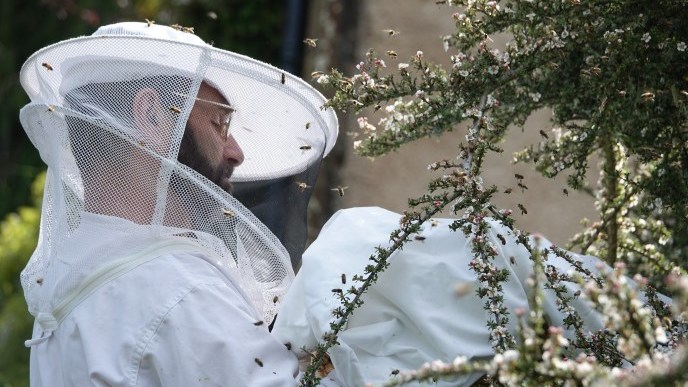 Photo of hiving a bee swarm / Copyright beelistener.co.uk