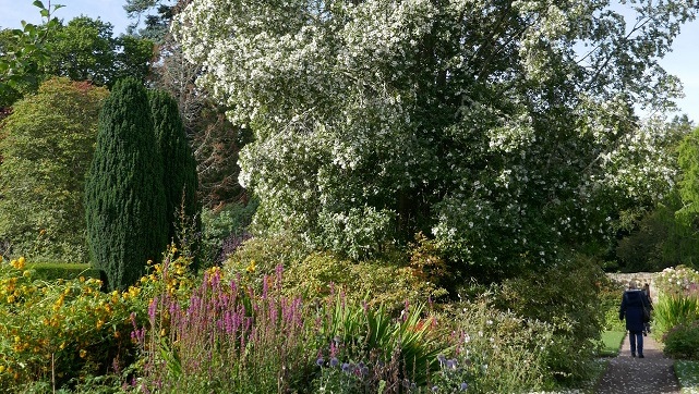 Eucryphia near Cawdor Castle