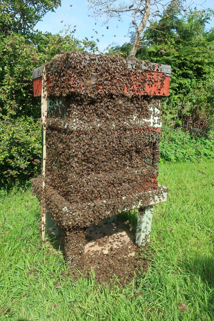 Maltese Bees & Swarm Control.