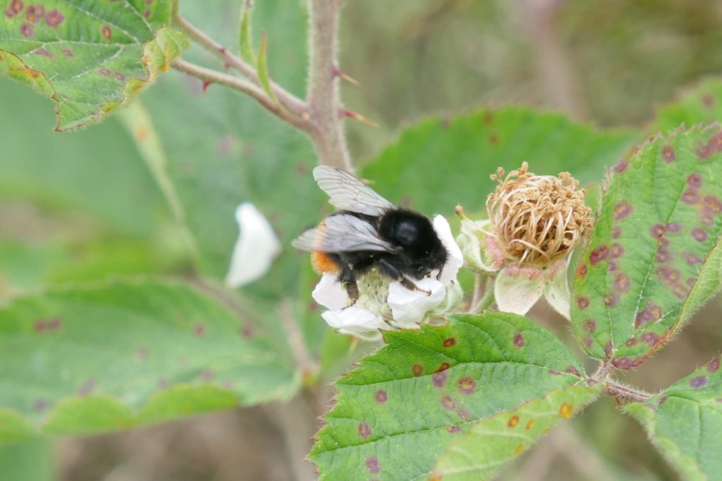 How the humblebee became the bumblebee, Insects