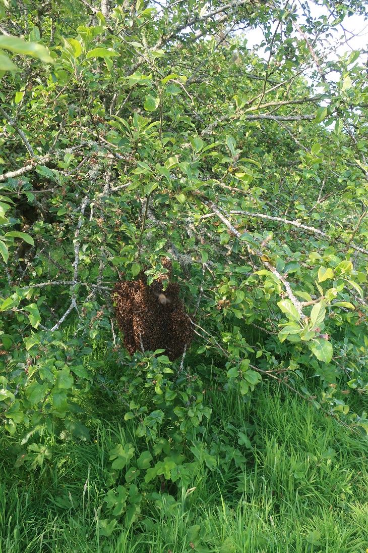 Swarm Behaviour.